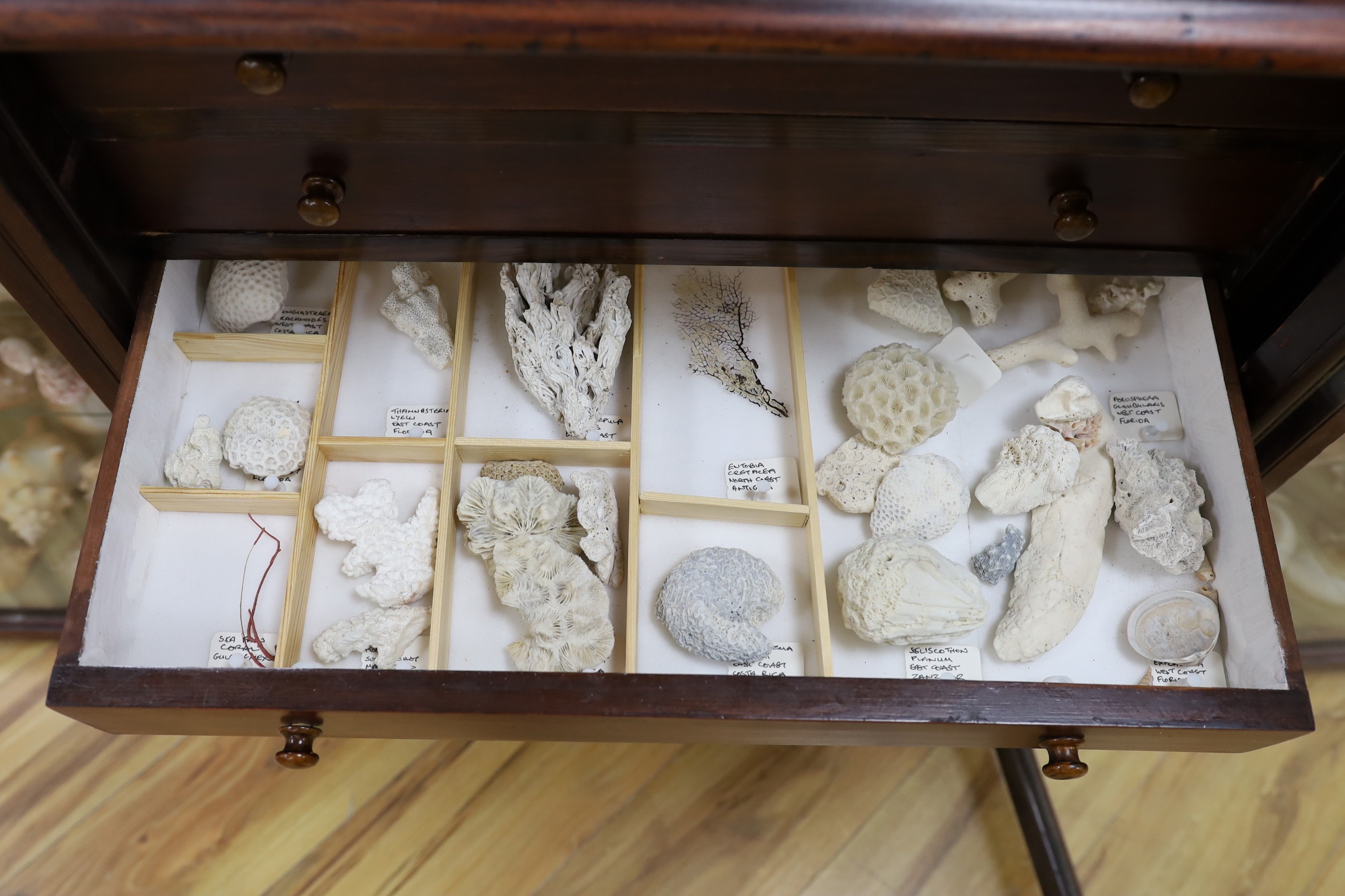 A collection of shells, corals, and other marine specimens in an early 20th century wood cabinet, 82 cm high, 185 cm wide, 38 cm deep